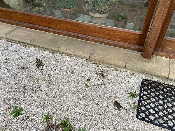 Pettirosso  - Laura Falcinelli