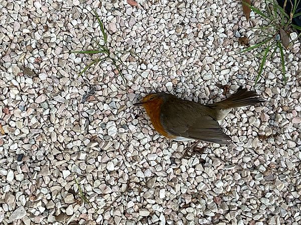 Pettirosso  - Laura Falcinelli