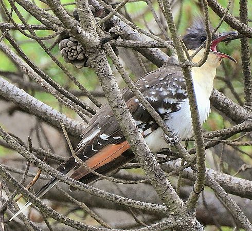 Cuculo dal ciuffo  - Matteo Faggi