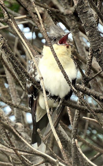 Cuculo dal ciuffo  - Matteo Faggi