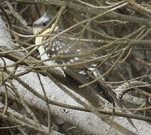 Cuculo dal ciuffo  - Matteo Faggi