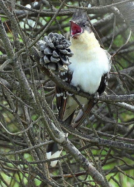 Cuculo dal ciuffo  - Matteo Faggi