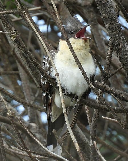 Cuculo dal ciuffo  - Matteo Faggi