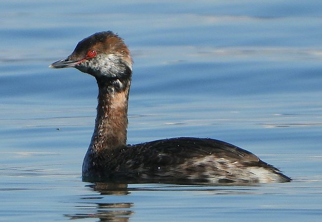 Svasso cornuto  - Matteo Faggi