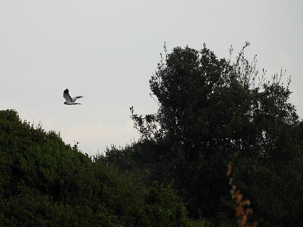 Albanella reale  - Dario Salemi