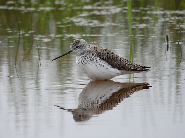 Albastrello  - Dario Salemi