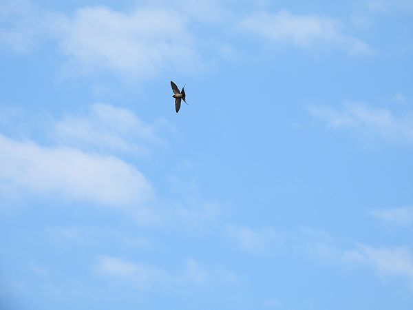 Rondine rossiccia  - Dario Salemi