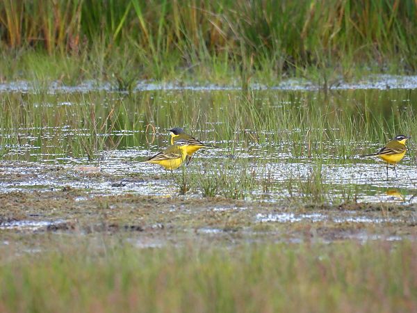 Cutrettola caposcuro  - Dario Salemi