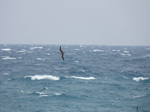 Berta maggiore  - Dario Salemi