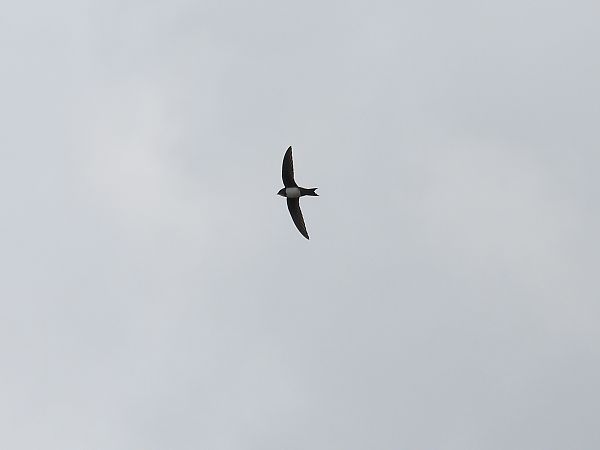 Rondone maggiore  - Dario Salemi