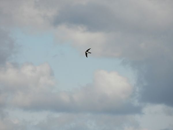 Rondone maggiore  - Dario Salemi