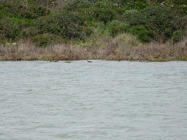 Rondine rossiccia  - Dario Salemi