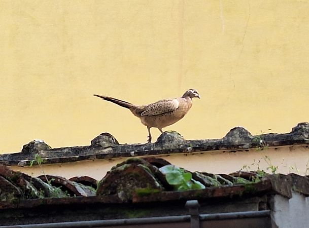 Fagiano versicolore  - Joep Van de Laar