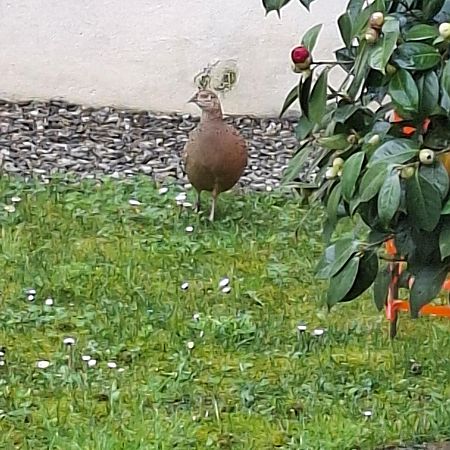 Fagiano versicolore  - Joep Van de Laar