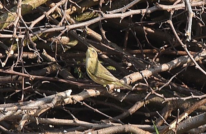 Luì piccolo  - Alvaro Dellera