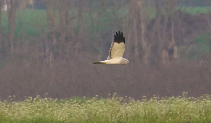 Kornweihe  - Lorenza Venturini