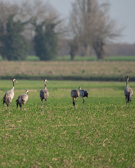 Gru  - Paolo Cecchetto