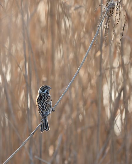 Migliarino di palude  - Paolo Cecchetto