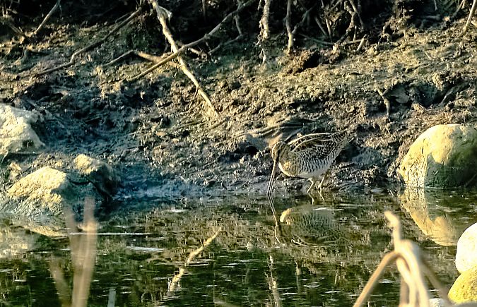 Beccaccino  - Angelo Matteucci