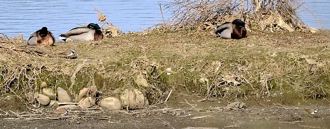 Corriere piccolo  - Angelo Matteucci