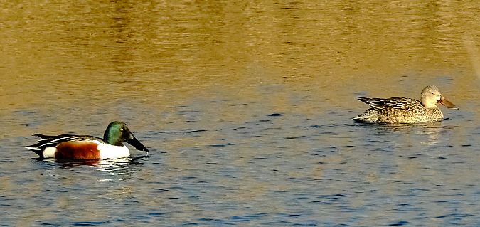 Mestolone  - Angelo Matteucci