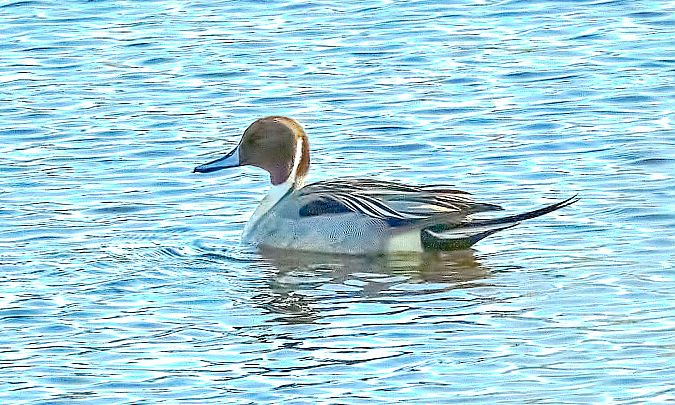 Codone  - Angelo Matteucci