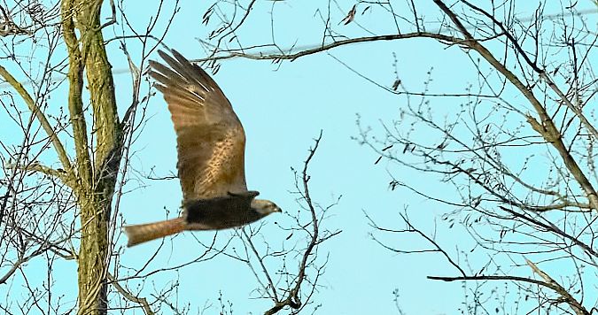 Nibbio bruno  - Angelo Matteucci