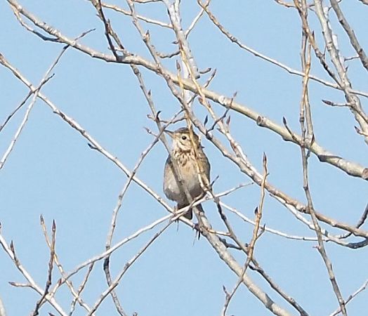 Calandro maggiore  - Federico Cossettini
