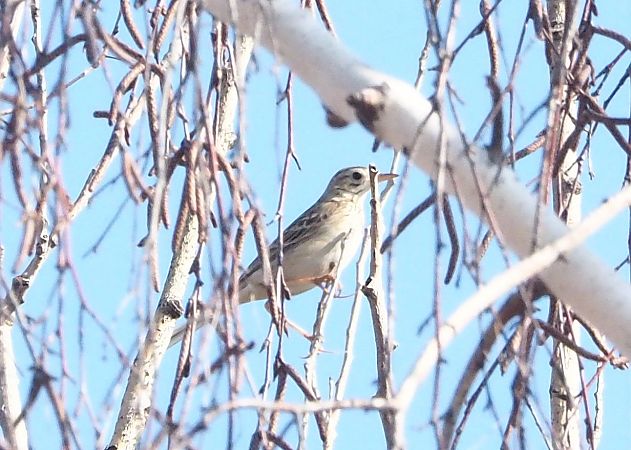 Calandro maggiore  - Federico Cossettini