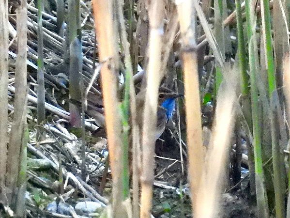 Pettazzurro  - Dario Palmas