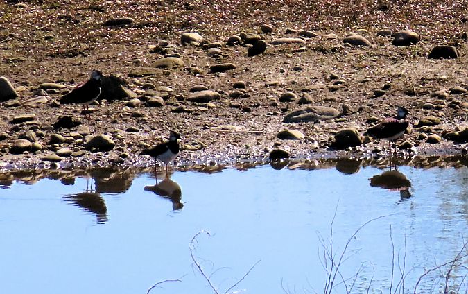 Pavoncella  - Colaone Silvio