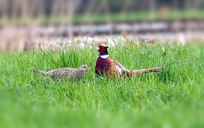 Fagiano comune  - Denise Schneider