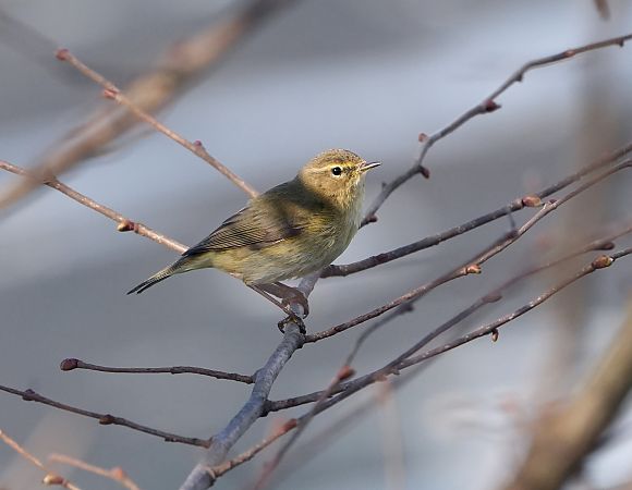 Luì piccolo  - Denise Schneider
