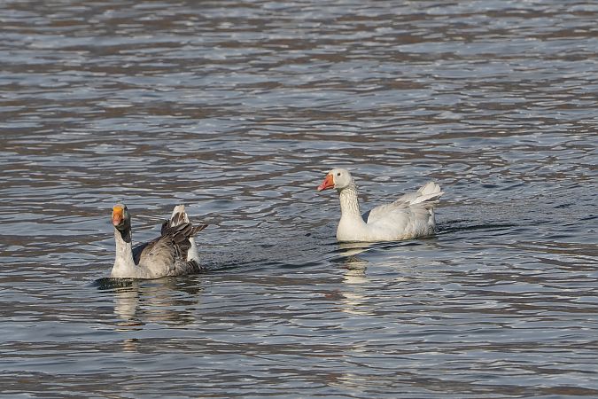 Oca domestica  - Denise Schneider