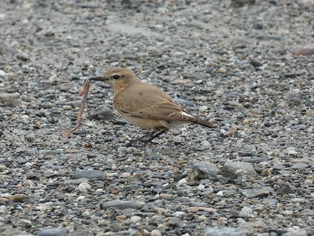Culbianco isabellino  - Pucci Mario