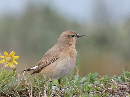 Culbianco isabellino  - Pucci Mario