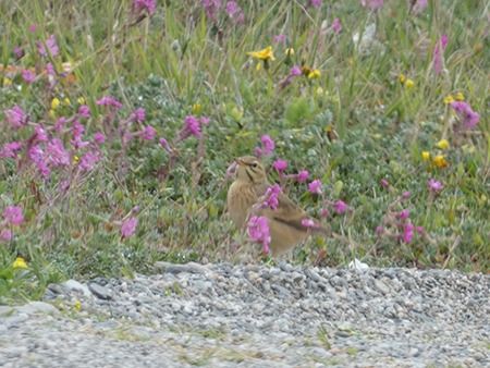 Calandro  - Pucci Mario