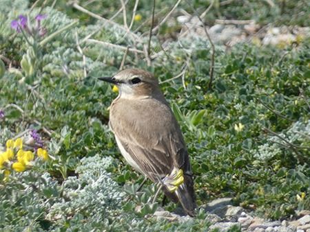 Culbianco isabellino  - Pucci Mario