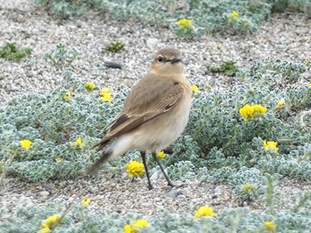 Isabellsteinschmätzer  - Pucci Mario