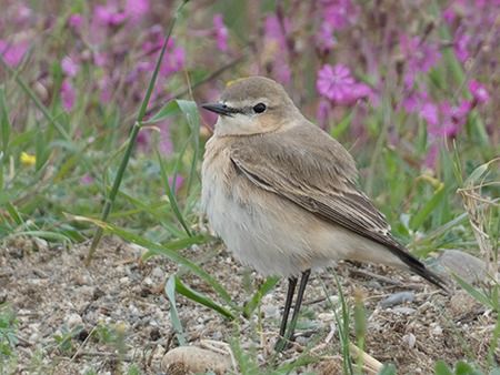 Culbianco isabellino  - Pucci Mario