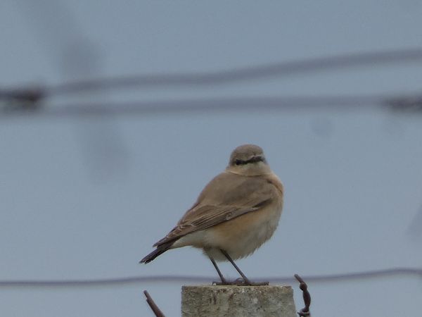 Isabellsteinschmätzer  - Pucci Mario
