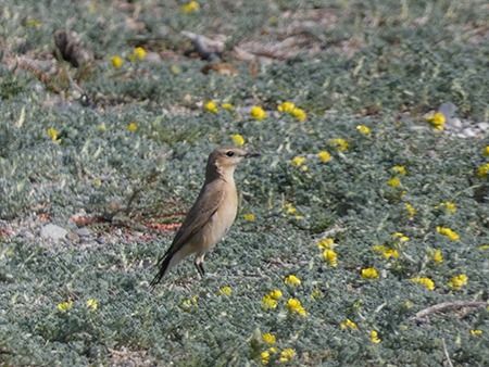 Albanella pallida  - Pucci Mario