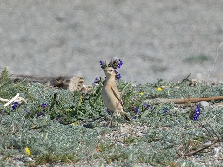Albanella pallida  - Pucci Mario