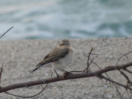 Culbianco  - Pucci Mario