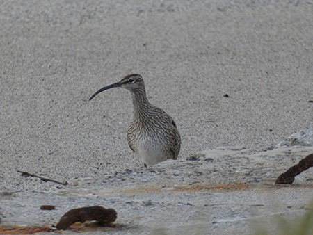 Chiurlo piccolo  - Pucci Mario