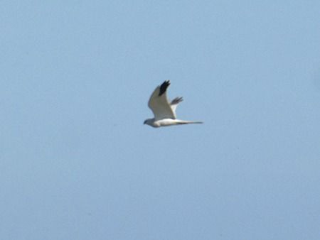 Albanella pallida  - Pucci Mario