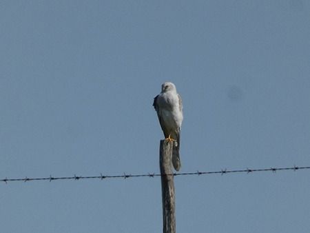 Albanella pallida  - Pucci Mario