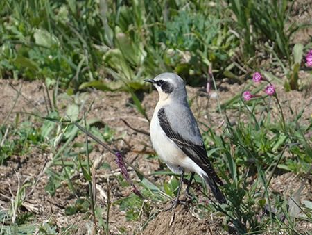 Culbianco  - Pucci Mario