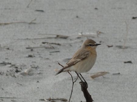 Culbianco isabellino  - Pucci Mario