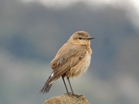 Culbianco isabellino  - Pucci Mario